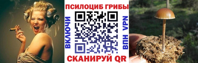 Псилоцибиновые грибы Psilocybe Дубна