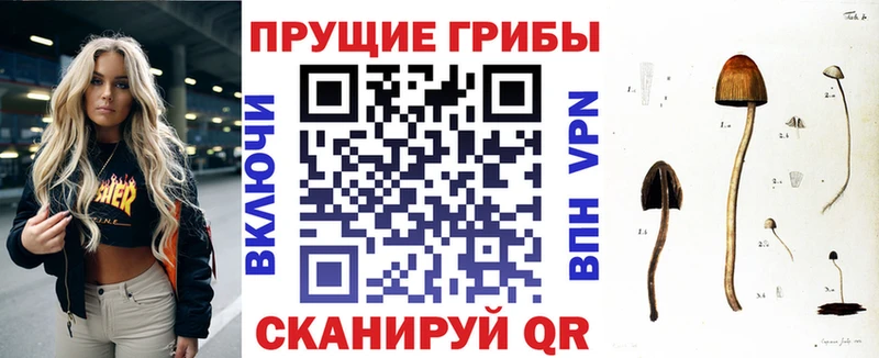 продажа наркотиков  Дубна  Галлюциногенные грибы Psilocybine cubensis 